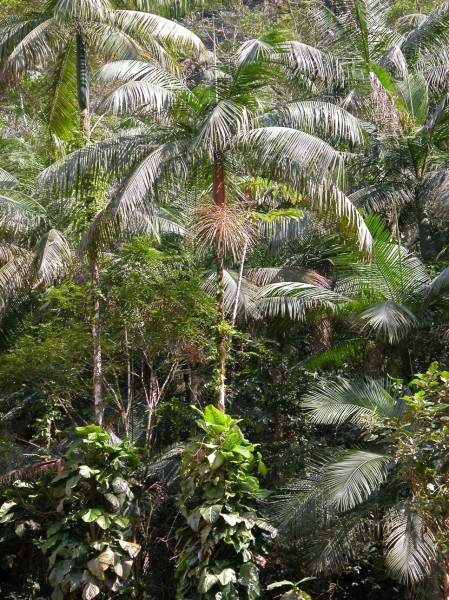 palmito00.jpg palmito00.jpg