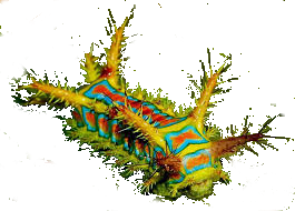 lagartatrans.png lagartatrans.png