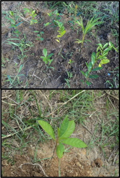 painel_plantio_isolado_agregado_fotos_ricardobertoncello.png painel_plantio_isolado_agregado_fotos_ricardobertoncello.png