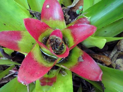 bromelia.png bromelia.png