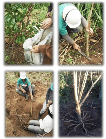 labtrop_biomassa2.png labtrop_biomassa2.png