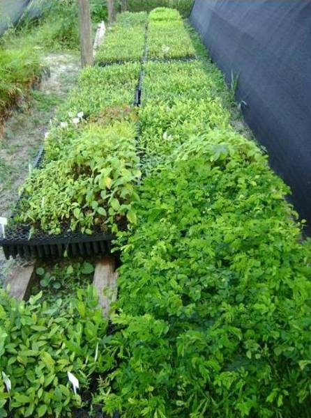 mudas_4.jpg mudas_4.jpg