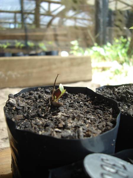 ocotea_rebrota_2.jpg ocotea_rebrota_2.jpg