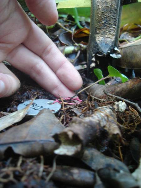 guapira_tombada.jpg guapira_tombada.jpg