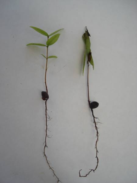 siphoneugena_sadia_e_doente_2.jpg siphoneugena_sadia_e_doente_2.jpg