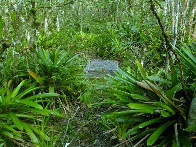 restinga_baixa.jpg restinga_baixa.jpg