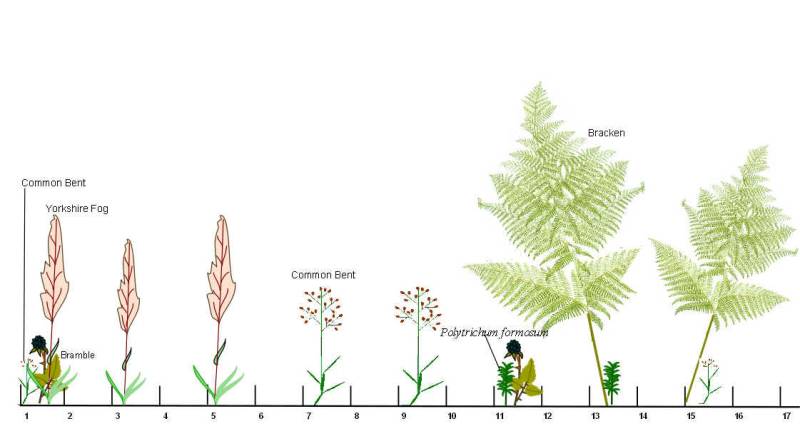 transecto2.jpg transecto2.jpg