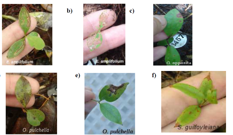 daniplant.png daniplant.png