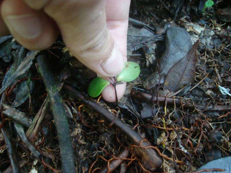 clusia_caule_podre_2_.jpg clusia_caule_podre_2_.jpg