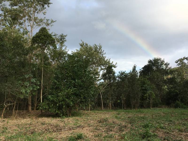 01_visao_geral_plantio_arcoiris_julho2018_adrianamartini.jpg 01_visao_geral_plantio_arcoiris_julho2018_adrianamartini.jpg