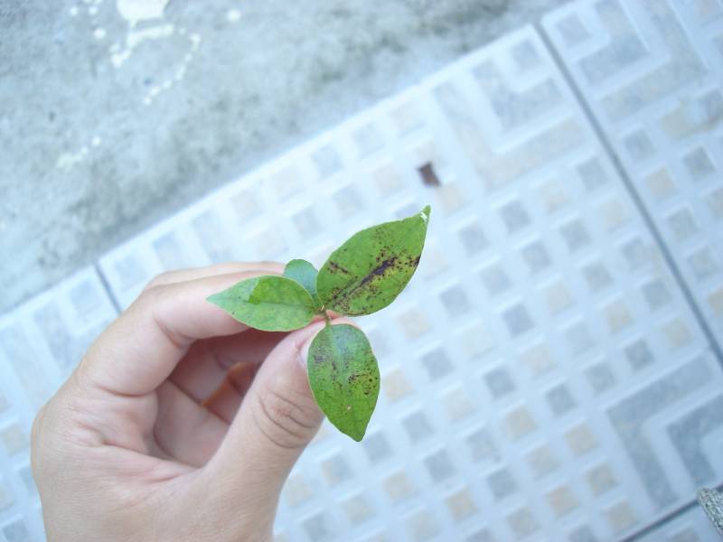 ocotea_mancha_pontos.jpg ocotea_mancha_pontos.jpg