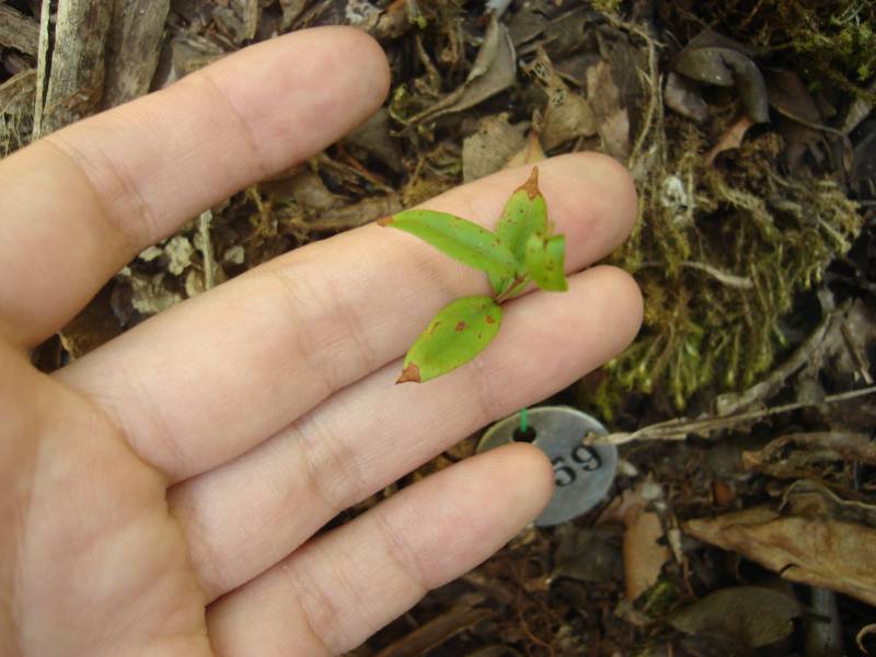 siph_mancha_2.jpg siph_mancha_2.jpg