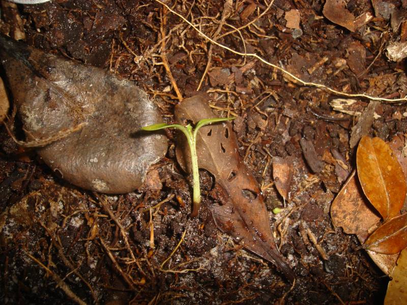 clusia_tombada_base_podre.jpg clusia_tombada_base_podre.jpg