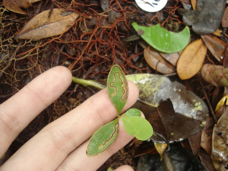 ery_minador.jpg ery_minador.jpg