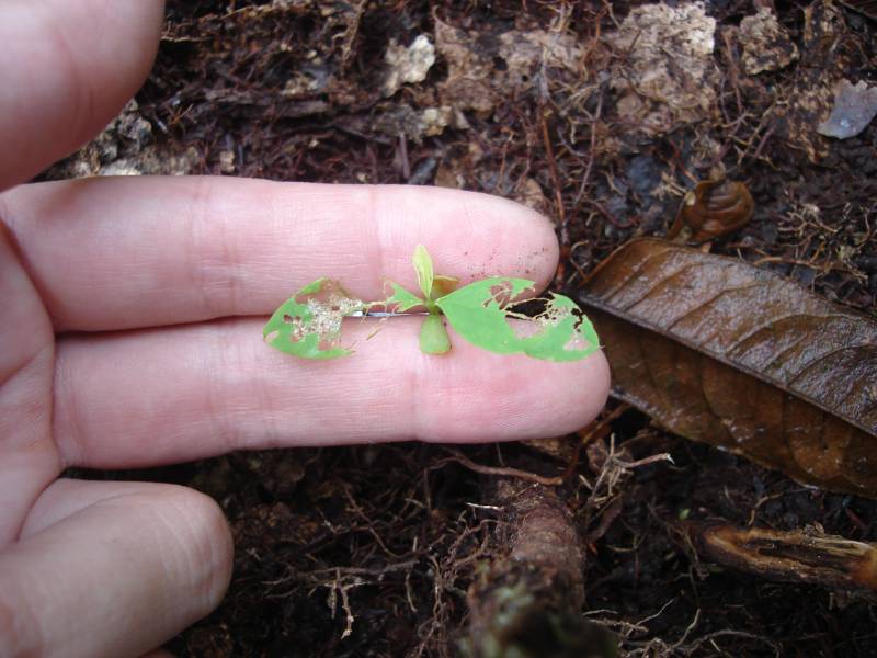 erytroxylum_predado.jpg erytroxylum_predado.jpg