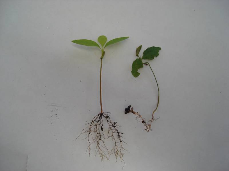 ery_sadia_doente.jpg ery_sadia_doente.jpg