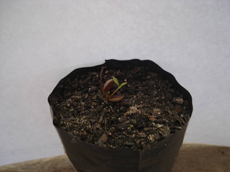 ocotea_rebrota_5.jpg ocotea_rebrota_5.jpg