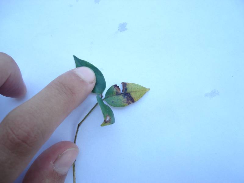 ocotea_mancha_necrotica.jpg ocotea_mancha_necrotica.jpg