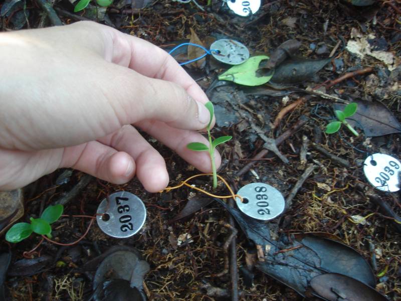 clusia_sadia.jpg clusia_sadia.jpg