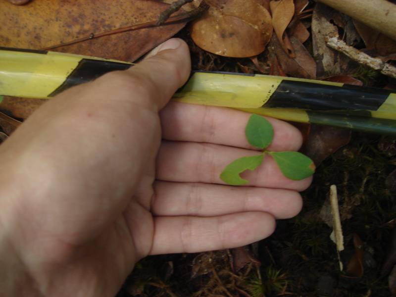 ery_predacao.jpg ery_predacao.jpg