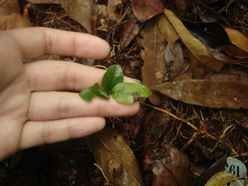 ocotea_folha_manhas_4.jpg ocotea_folha_manhas_4.jpg