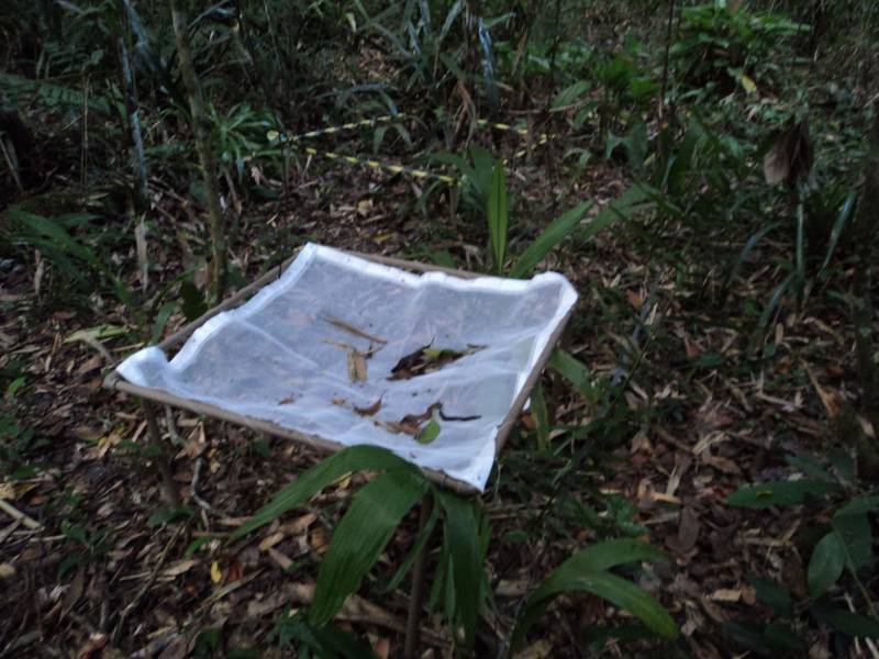 laranja_l.jpg laranja_l.jpg