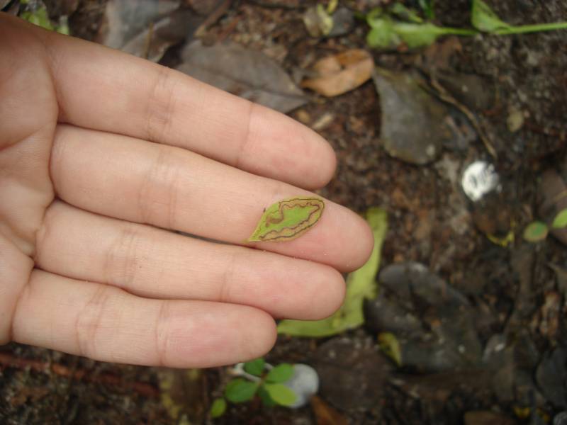 ery_minador_2.jpg ery_minador_2.jpg