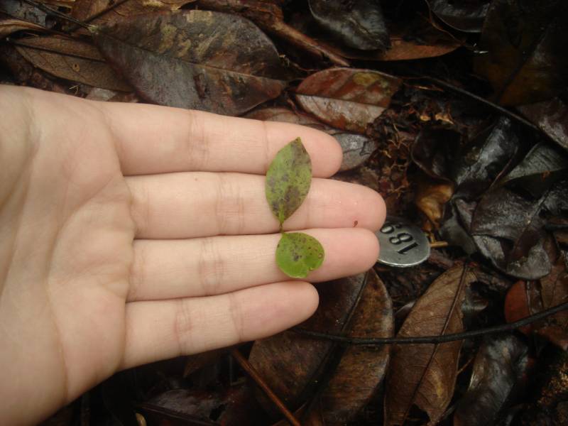 ocote_folha_manchas_5.jpg ocote_folha_manchas_5.jpg