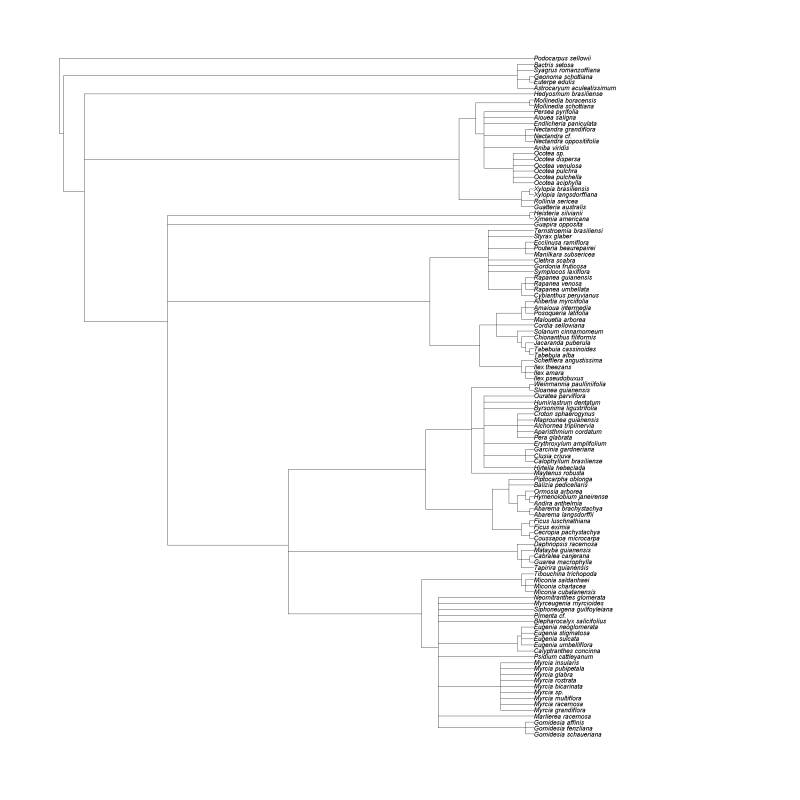 peic_tree1.jpg peic_tree1.jpg