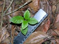 Plântula de espécie não identificada