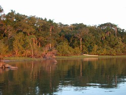 Restinga Ilha do Cardoso