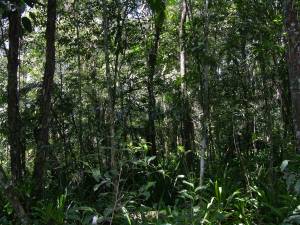 Floresta Alta de Restinga