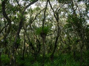 Floresta Baixa de Restinga