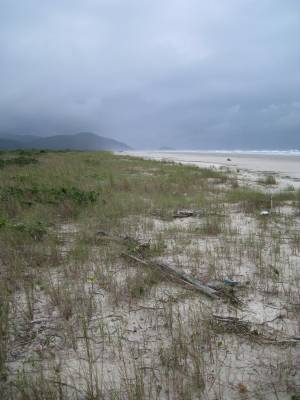 Vegetação de praia