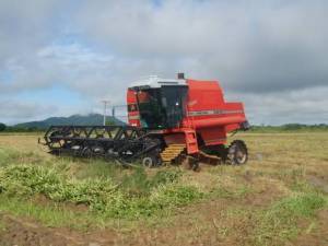  Terreno sendo preparado para plantio. Área localizada na planície  litorânea do município de Iguape. Ao fundo, ocorrência de floresta de restinga alta