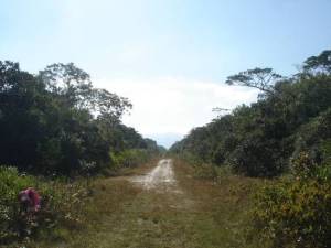 Arruamento aberto em floresta de restinga baixa no município de Cananéia para implantação de loteamento. Apesar do loteamento estar abandonado, o arruamento é mantido aberto, dificultando a regeneração da vegetação.